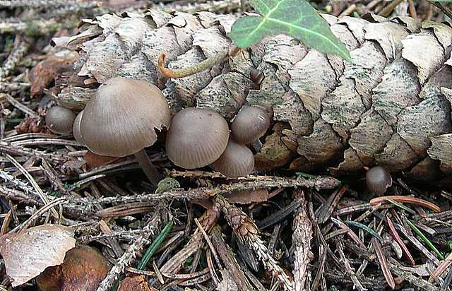 La valle dei funghi sconosciuti